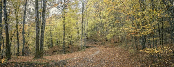 Forest trail. Autumn forest in the Caucasus, Krasnodar region, Russia