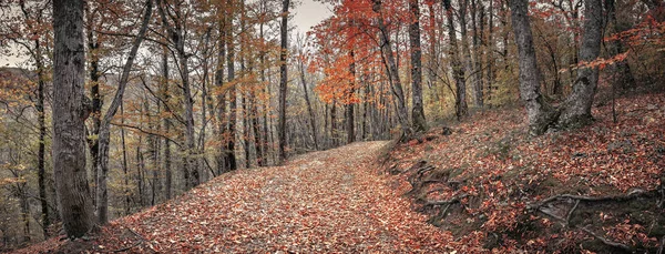 Path in the autumn forest.  Autumn deciduous forest in the Caucasus, Krasnodar Territory, Russia