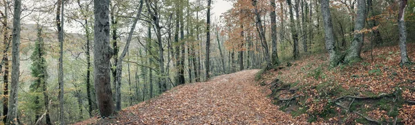 Path in the autumn forest.  Autumn deciduous forest in the Caucasus, Krasnodar Territory, Russia