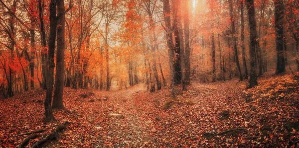 Road in the autumn forest. Autumn deciduous forest in the Caucasus, Krasnodar Territory, Russia