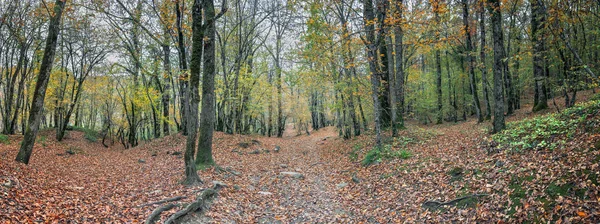 Road in the autumn forest. Deciduous forest in the Caucasus, Krasnodar Territory, Russia