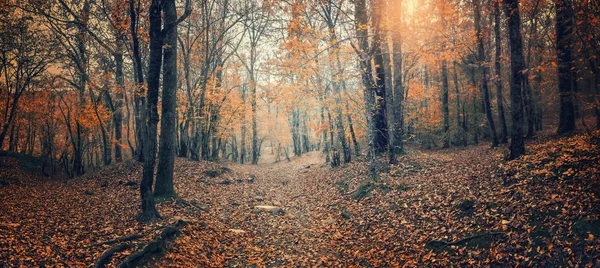 Road in the autumn forest. Deciduous forest in the Caucasus, Krasnodar Territory, Russia