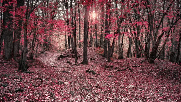 Road in the autumn forest.  Autumn deciduous forest in the Caucasus, Krasnodar Territory, Russia