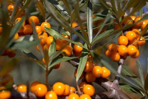 Ripe sea buckthorn fruits. Yellow sea buckthorn fruits on the branches