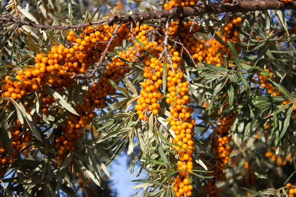 Ripe sea buckthorn fruits. Yellow sea buckthorn fruits on the branches