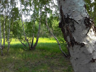 Güzel, yaz, huş ormanı.