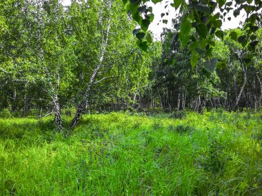 Yeşil çayır, ormanda.