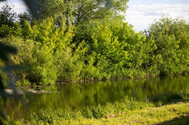  Ormanda güzel, muhteşem, sakin nehir akar.