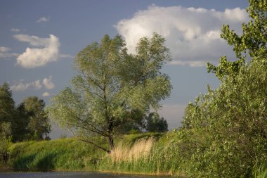 Yeşil çim ve ağaçlarla kaplı dik banka.