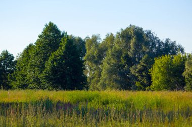 Ormanda bir çayır üzerinde birçok yaban çiçeği büyür.