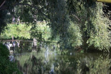  Asma köprü Nehri, yoğun bir orman içinde. Eski Köprü.