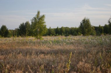  Yalnız duran ağaç ormanı yakınındaki sahada. Huş ağacı.