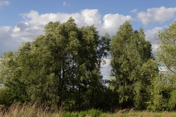Muhteşem gökyüzüne karşı güzel yeşil ağaçlar ve çim.