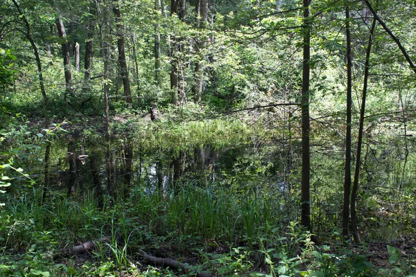Krásná Nádherná Klidná Řeka Teče Lese — Stock fotografie