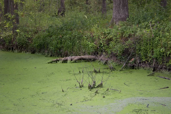 Lugar Pantanoso Com Galhos Água Verde — Fotografia de Stock