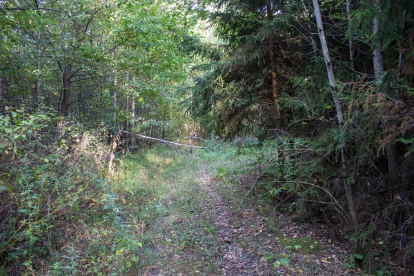 Fußweg Einem Ruhigen Bewachsenen Wald — Stockfoto