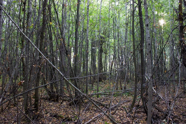 Dense Boscaglie Nella Foresta Profonda — Foto Stock