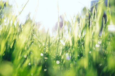 Yeşil çim closeup yaz sabahı