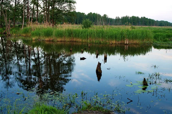 W równiny zalewowe — Zdjęcie stockowe