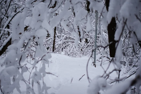 Verhalen van het winter-bos — Stockfoto
