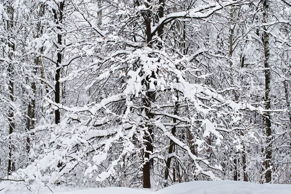 Verhalen van het winter-bos — Stockfoto