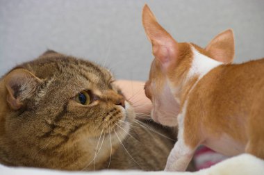 Chihuahua mini köpek yavrusu, 2 aylık bir yetişkin İngiliz kedi kabuk.