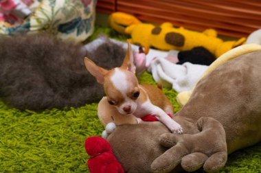 Chihuahua mini köpek yavrusu, Yaş 2 ay.