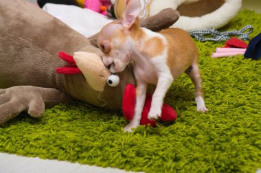 Chihuahua mini köpek yavrusu, Yaş 2 ay.