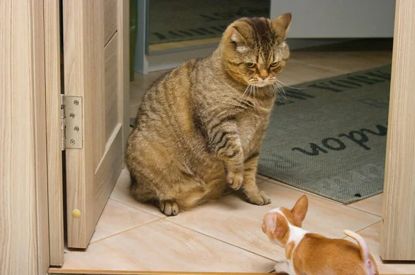 Щенок Мини Собаки Чихуахуа Месяца Лай Взрослую Британскую Кошку — стоковое фото