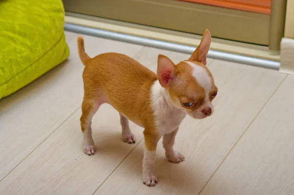 Chihuahua Mini Cachorro Cão Idade Meses — Fotografia de Stock