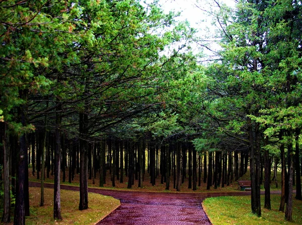 Herfst Het Park Een Berg Buurt Van Kislovodsk Russia 2017 — Stockfoto