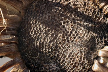 Makro fotoğraf kuru bitkiler