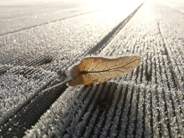 Graines Tilleul Avec Givre — Photo