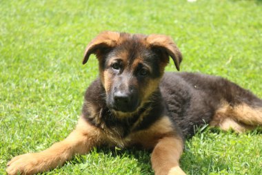 Alman çoban köpek yavrusu dünya çapında onu gözlemleyerek