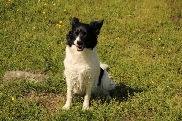 Border Collie Avec Une Expression Drôle Assis Dans Prairie — Photo