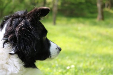 Yakın çekim kenar kömür ocağı arıyor, onun bakış açısından alınan