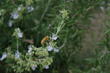 Biberiye çiçekler üzerinde uçan bir arı Close-up