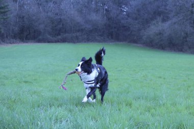 Kenar kömür ocağı çayırda bir oyun ağız ile çalışan