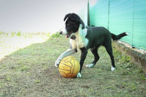 Щенок Border Collie Играет Воздушным Шаром Саду — стоковое фото