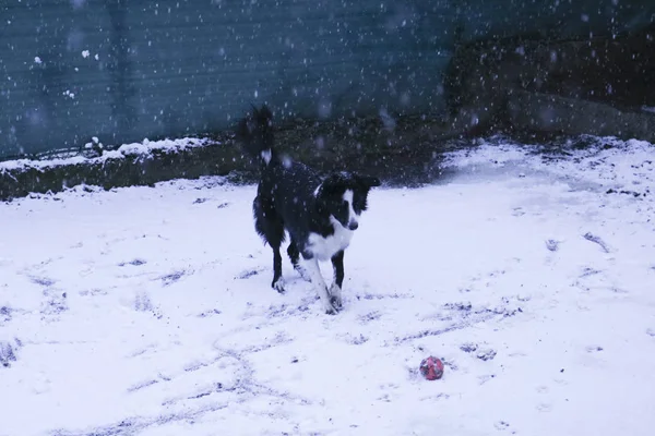 Пограничная Колли Играть Снегу Розовым Мячом Открытый Игры — стоковое фото