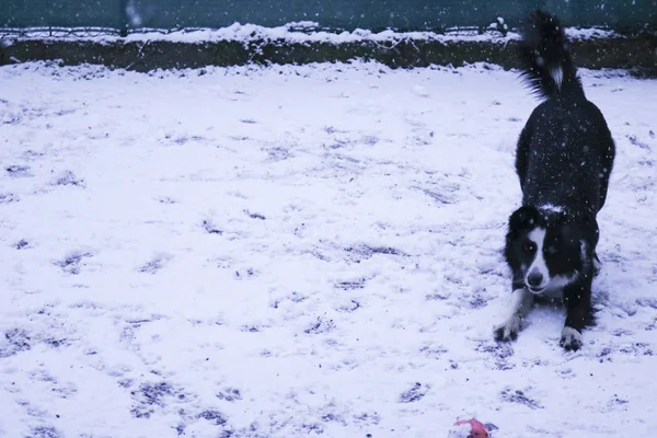 Border Collie Spelen Sneeuw Met Roze Bal Openluchtspelen — Stockfoto