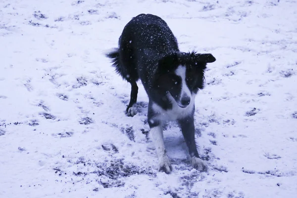 Бордер Колли Играет Снежки Игры Свежем Воздухе — стоковое фото