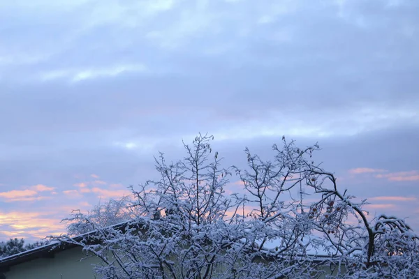 Sunrise with the red sky among the snowy branches, one winter morning