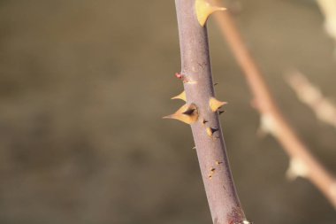 Bir bahçe gül diken Close-up