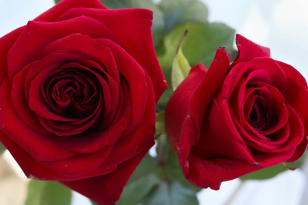 Γκρο Πλαν Δυο Κόκκινα Τριαντάφυλλα Λουλούδια Και Φύση — Φωτογραφία Αρχείου