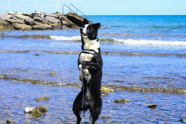 Collie Fronteira Jovem Mar Costa Rochosa Ligúria — Fotografia de Stock