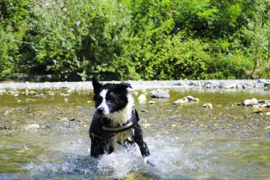 Su sıçramalarına ile oynayan nehir, Liguria, hayvan ve doğa kenar kömür ocağı