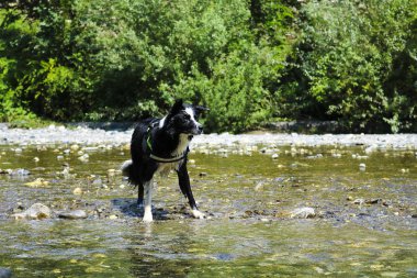 Su sıçramalarına ile oynayan nehir, Liguria, hayvan ve doğa kenar kömür ocağı