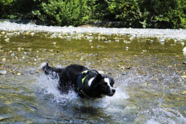 Su sıçramalarına ile oynayan nehir, Liguria, hayvan ve doğa kenar kömür ocağı