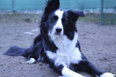 Kenar kömür ocağı siyah ve beyaz Bahçe, hayvanlar ve açık hava etkinlikleri yalan